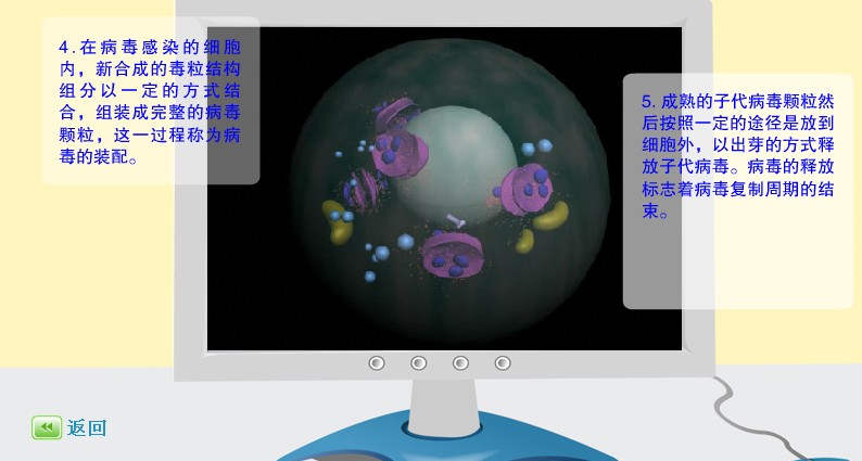 病毒的裝配過程