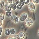 ����@΢�R�Ĕz�D��3