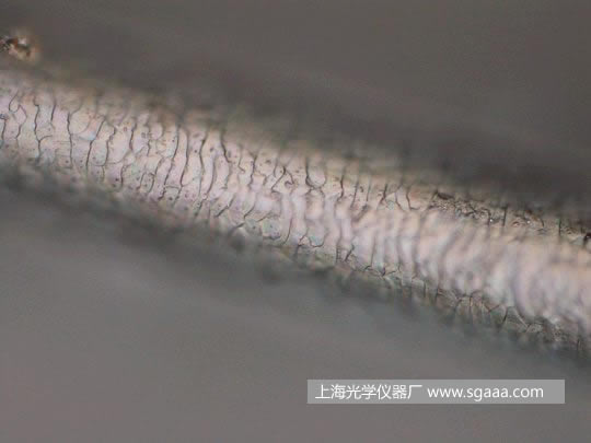 顯微鏡下看被燙、染后損傷的頭發